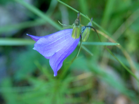 Campanula scheuchzeri subsp. pseudostenocodon / Campanula falsa stenocodon